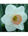 Narciso a coppa larga...