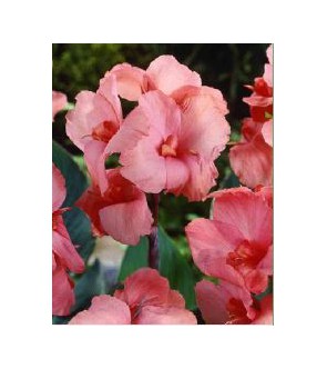 Canna indica Pink President