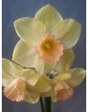 Narciso a coppa larga...