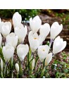 Crocus Ice Queen nuovo