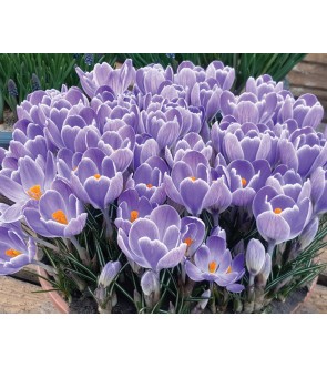 Crocus Striped Bird NUOVO
