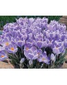 Crocus Striped Bird NUOVO