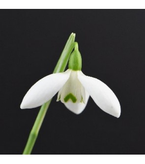 Galanthus Mrs Macnamara