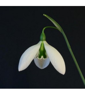 Galanthus John Gray