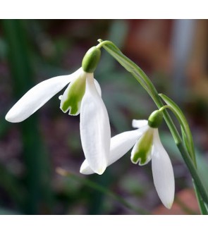 Galanthus Curly
