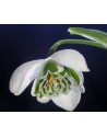 Galanthus Greatorex Double