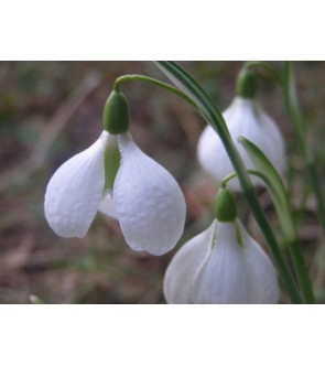 Galanthus elwesii Maidwell L