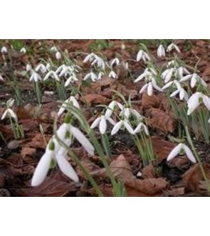 Galanthus elwesii Monostictus
