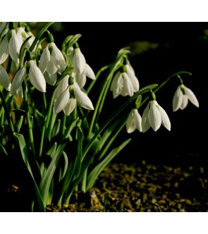 Galanthus elwesii Monostictus