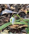 Galanthus valentinei