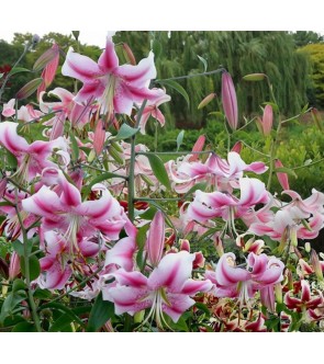 Lilium O. T. Anastasia
