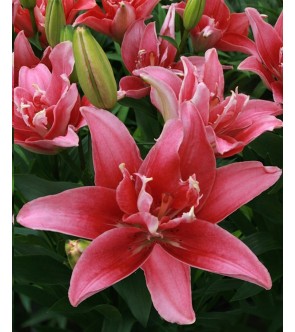 Lilium doppio Double Lady