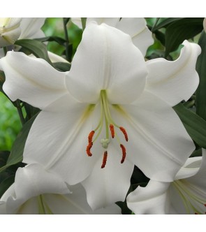 Lilium orientale Casablanca