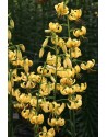 Lilium martagone ibrido...