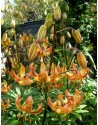 Lilium martagone ibrido...