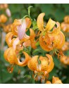 Lilium martagone ibrido...