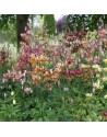 Lilium martagone miscuglio