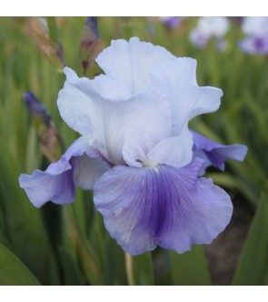 Iris germanica rifiorente...