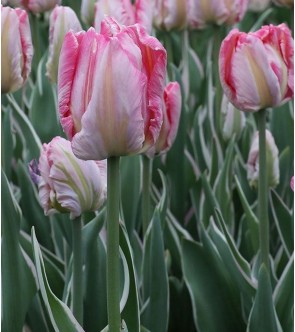 Tulipano pappagallo Elsemburg