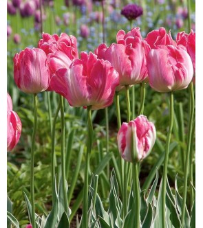Tulipano pappagallo Elsemburg