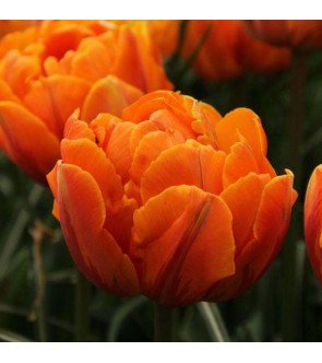 Tulipano doppio Orange...