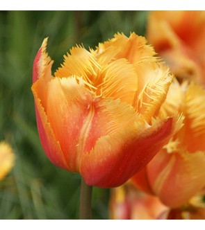 Tulipano crispa Orange...
