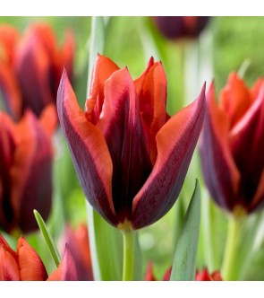 Tulipano stelo lungo Slawa