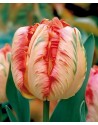 Tulipano pappagallo Apricot...