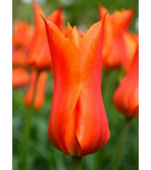 Tulipano fior di giglio Ballerina