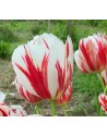 Tulipano stelo lungo...