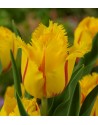 Tulipano crispa Flamenco