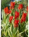 Tulipano selvatico...