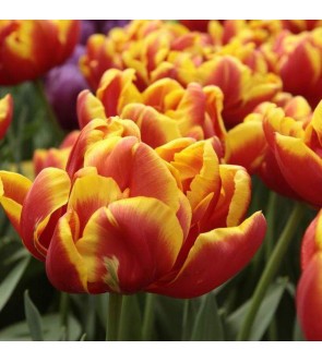 Tulipano doppio Cilesta