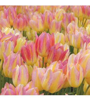 Tulipano multiflora Antoinette