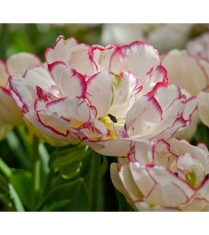 Tulipano multiflora Belicia