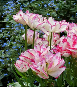 Tulipano multiflora Belicia