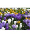Crocus a fioritura media...