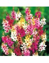 Ixia miscuglio