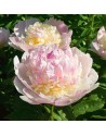 Peonia Raspberry Sundae
