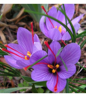 Crocus Sativus ( Zafferano )