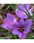 Crocus Sativus ( Zafferano )