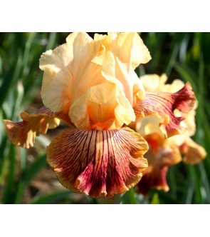 Iris germanica profumato...