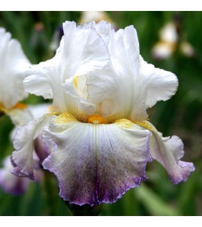 Iris germanica profumato N° 20