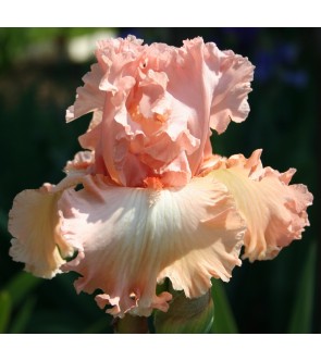 Iris germanica profumato N° 1