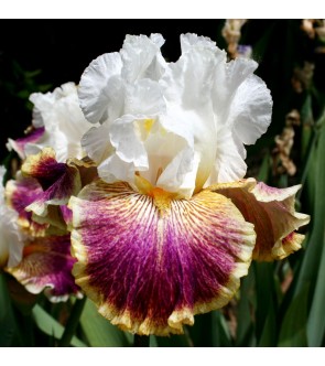 Iris germanica profumato N° 21