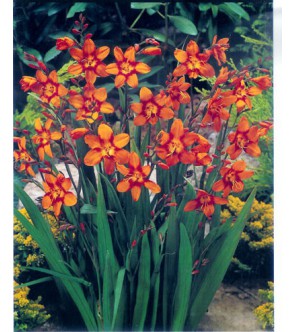 Crocosmia a fiore grande...