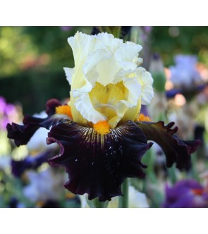 Iris germanica profumato N° 9