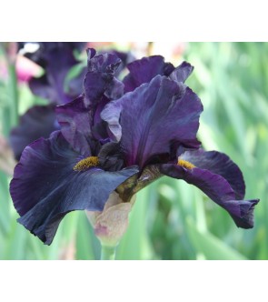 Iris germanica profumato N° 3
