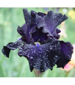 Iris germanica profumato N° 2
