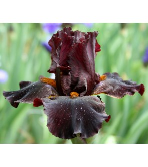 Iris germanica profumato N° 16